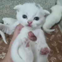 اسکاتیش فولد (واگذاری با هزینه است)