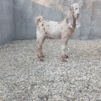 ۲راس چوش  نر اصل پاکستانی قیمت مناسب