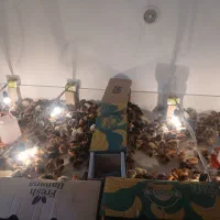 جوجه گلپایگانی اصلاح نژاد شده درجه یک