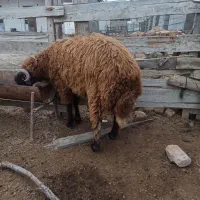 بره نر افشار|حیوانات مزرعه|گمیشان, |دیوار