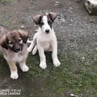 توله سگ محلی برای واگذاری