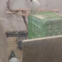 کبوتر