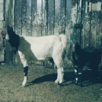 یک راس بز درشت|حیوانات مزرعه|فریمان, |دیوار