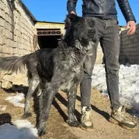 واگذاری دو قلاده سگه گله ای سفت