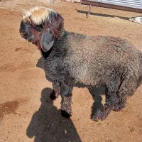 بره قوچی|حیوانات مزرعه|مرودشت, ده بید|دیوار