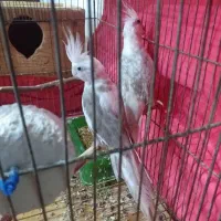 یک جفت عروس هلندی  خوب سرحال