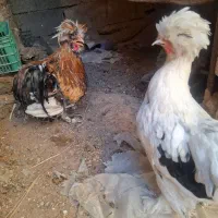 مرغ خروس سلطان|حیوانات مزرعه|مسجد سلیمان, |دیوار