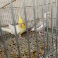 جوجه عروس هلندی مرواریدی در رباط کریم|پرنده|چهاردانگه (تهران), |دیوار