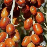 نهال سنجد محلی