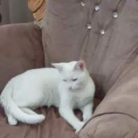 گربه سفید چشم رنگی