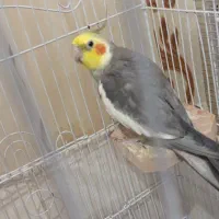 عروس هلندی|پرنده|رویان, |دیوار