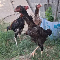 مرغ و خروس اوشامو افغان معاوضه با انگشتر نقره|حیوانات مزرعه|هشتگرد, هشتگرد قدیم|دیوار