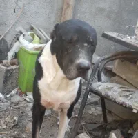 واگذاری سگ خراسانی