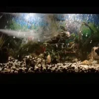 اکواریوم بزرگ (فروش فوری)