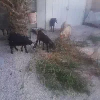 فروش شش راس بز وکهره نر