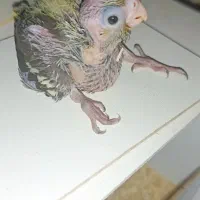 عروس هلندی تک. جوجه . دو جفت