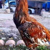 لاری|حیوانات مزرعه|تهران, آرارات|دیوار