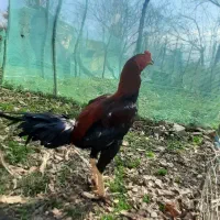 خروس لاری|حیوانات مزرعه|رشت, دروازه لاکان|دیوار