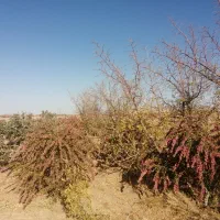 فروش باغ زرشک با 6 ساعت آب