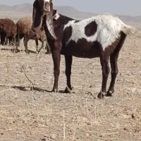 بز افقان