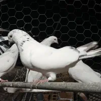 کفتر کبوتر|پرنده|مشگین شهر, |دیوار