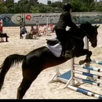 اسب ورزشی مادیان پرشی رده ۱۲۰ثبت فدراسیون ۱۲ساله