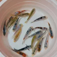 ماهی کوی|ماهی|لاهیجان, حاجی آباد|دیوار