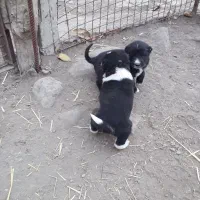 واگذاری|سگ|سراب, |دیوار