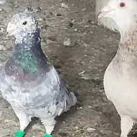 کفتر کلی جزی