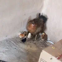 مرغ و جوجه
