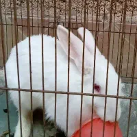 فروش خرگوش۱۰۰|موش و خرگوش|بیرجند, |دیوار