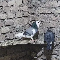 کفتر پرشی|حیوانات|حمیدیا, |دیوار