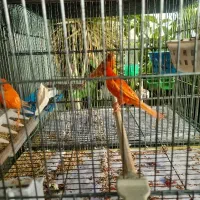 قناری رد فاکتور با جوجه چال اول|پرنده|مبارکه, |دیوار