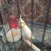 عروس هلندی ۳ ماهه