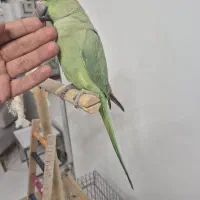 جوجه طوطی ۷ماهه ملنگو