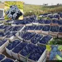 انگور شانی سر دشت