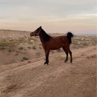 مادیون کورد|اسب و تجهیزات اسبسواری|ارومیه, |دیوار