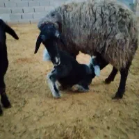 میش و بره|حیوانات مزرعه|زرندیه, |دیوار