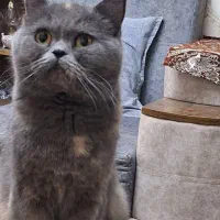 ماده اسکاتیش انفولد