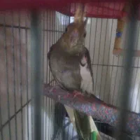 عروس هلندی ماده
