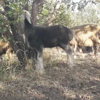 فروش کهره وبره ۴۵ روزه|حیوانات مزرعه|جره و بالاده, |دیوار