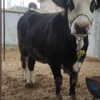 گاو|حیوانات مزرعه|سرخنکلاته, |دیوار