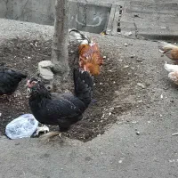 مرغ و خروس|حیوانات مزرعه|تهران, استقلال|دیوار