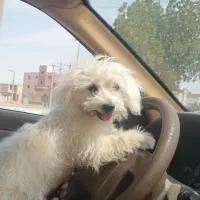 سگ شیتزو