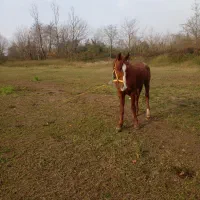 اسب سوارکاری درهشوری