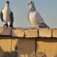 سلام کبوتر شرت دور بیا دورش میدم بعد ببر|پرنده|اهواز, زیتون کارگری|دیوار