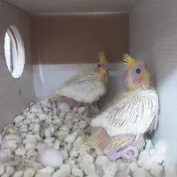 چند  عروس|پرنده|کاشان, دروازه فین|دیوار