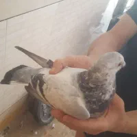 فروش گبوتر سرور پلاکی