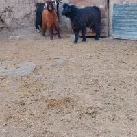 بزغاله نر|حیوانات مزرعه|کرمانشاه, |دیوار