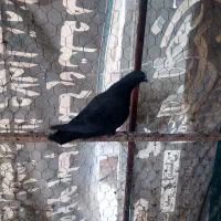 کبوتر پرشی زاغ زغالی